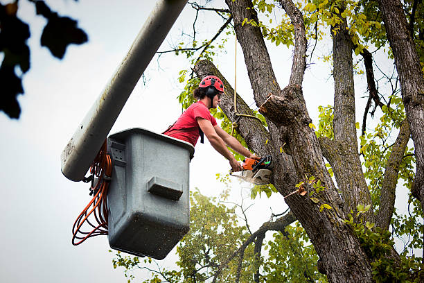 Best Firewood Processing and Delivery  in Croydon, PA